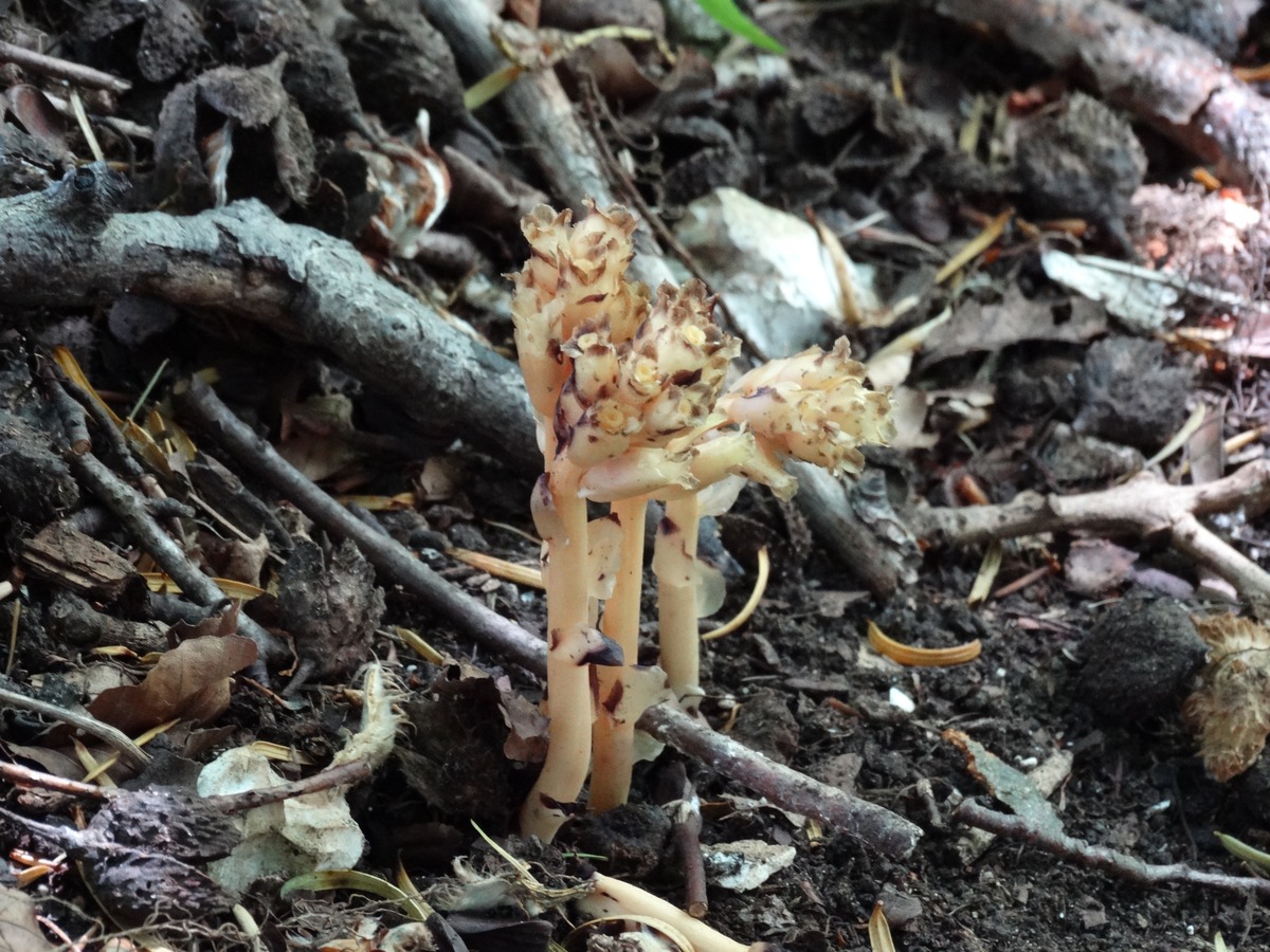 Bird's Nest Orchid at Yoesden Bank